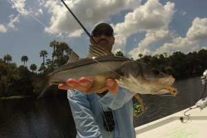 One of a half dozen small Snook on fly