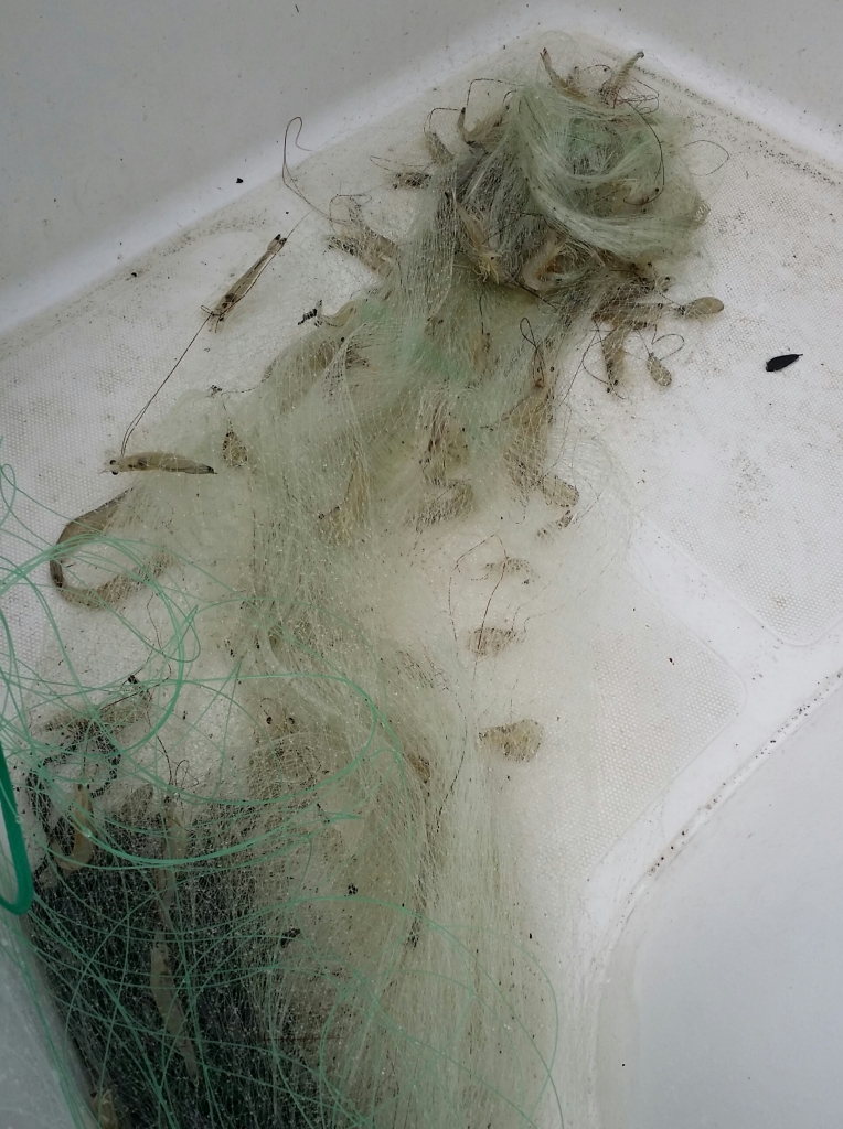 Cast net full of shrimp